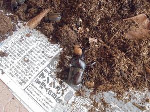 カブト虫