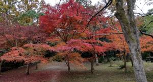 紅葉の様子①