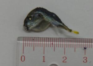 奈良市内のスーパーでちりめんじゃこに混入していたフグの稚魚の写真です