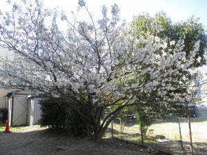 桜