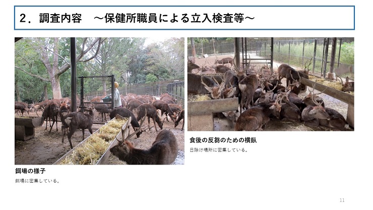 左側:餌場の様子(餌場に密集している。) 右側:食後の反芻のための横臥(日除け場所に密集している。)