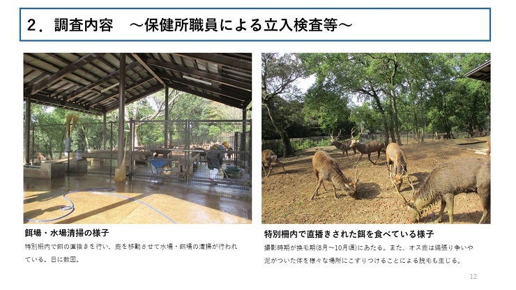 左側:餌場・水場清掃の様子(特別柵内で餌の直播きを行い、鹿を移動させて水場・餌場の清掃が行われている。日に数回。) 右側:特別柵内で直播きされた餌を食べている様子(撮影時期が換毛期(8月~10月頃)にあたる。また、オス鹿は縄張り争いや泥がついた体を様々な場所にこすりつけることによる脱毛も生じる。)