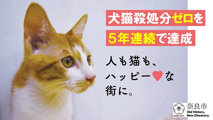 犬猫殺処分ゼロを5年連続で達成 人も猫も、ハッピーな街に
