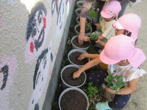 5歳児チューリップの球根を植える様子