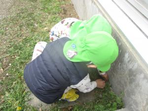 4歳児虫探しを楽しむ姿