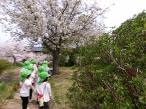4歳児お花見の様子