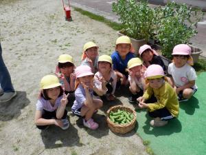 佐保幼　ソラマメ収穫3