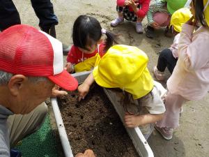 プランターにニンジンの種を植えている3歳児