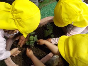 オクラの苗を植える子ども達