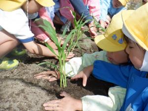 5歳児夏野菜3