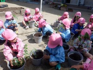 4歳児苗植え3