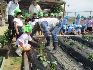 4歳　サツマイモ植え