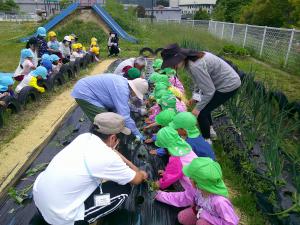 4歳児　みんなでサツマイモを植えています