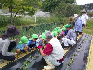 4歳児　サツマイモをみんなで植えています