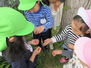 5歳児にダンゴムシをみせてもらっているよ