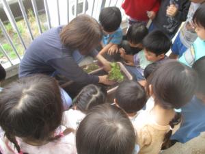 4歳児夏野菜を植える様子