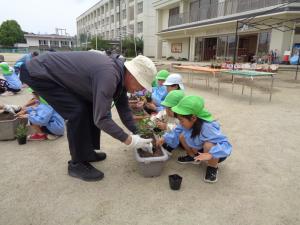 5歳児地域の方と一緒に花植えをする