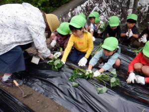 一緒に植える2