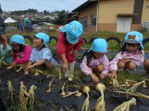 5歳児タマネギ大きくなったよ