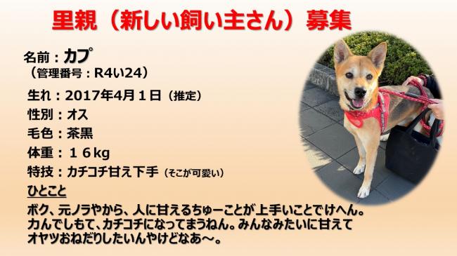 かぷ