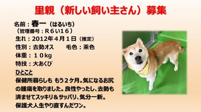 haru