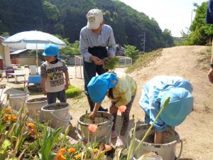 田植え