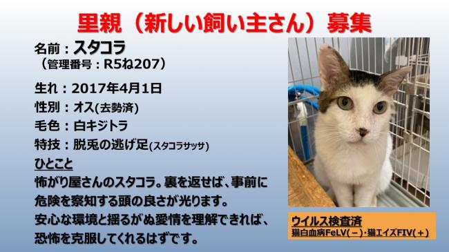ねこ