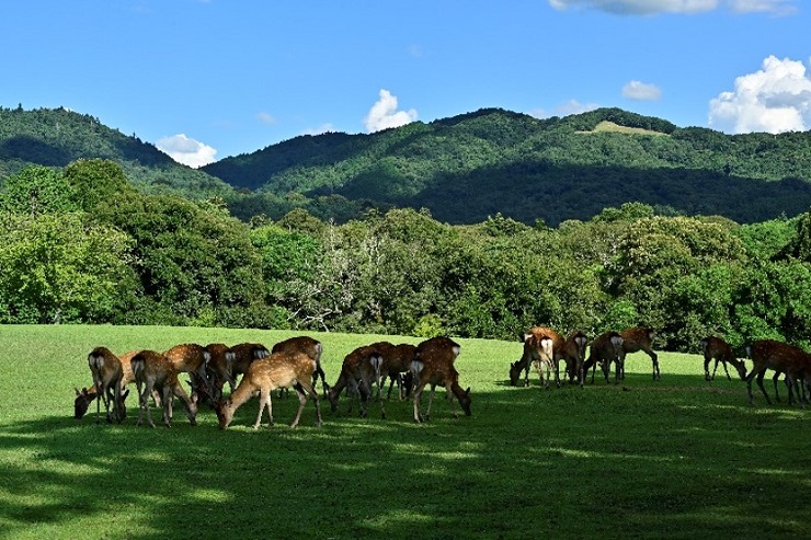高円山
