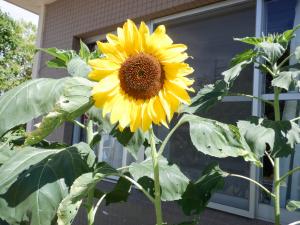 佐保幼　ヒマワリ7月2
