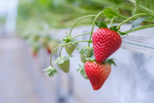 めいとく農園の古都華1(photo by mitto) おいしい