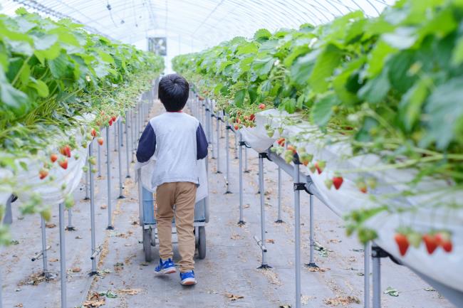 めいとく農園の古都華2(photo by mitto)くらしの風景