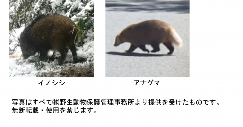 ツキノワグマと見間違えられやすい動物
