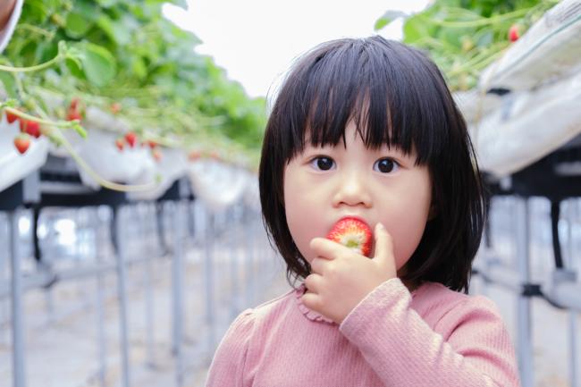 めいとく農園の古都華３(photo by mitto) くらしの風景