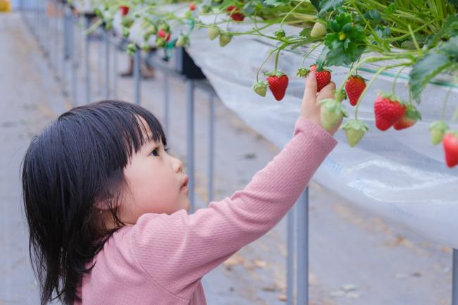めいとく農園の古都華4(photo by mitto) くらしの風景