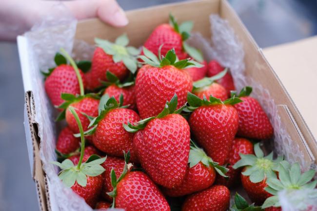 めいとく農園の古都華12(photo by mitto) おいしい