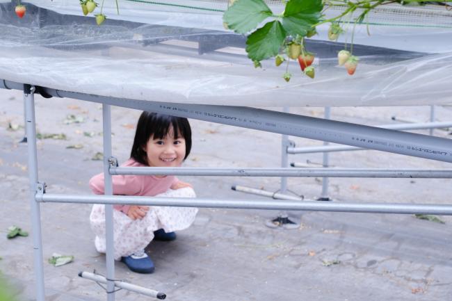 めいとく農園の古都華7(photo by mitto) くらしの風景