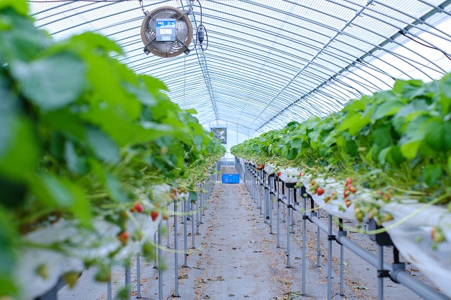 めいとく農園の古都華９(photo by mitto) くらしの風景