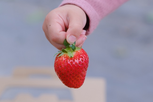 めいとく農園の古都華11(photo by mitto) おいしい くらしの風景