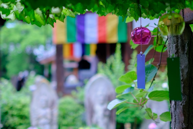 般若寺のアジサイ2 (photo by mitto)　季節