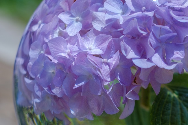 般若寺のアジサイ8 (photo by mitto) 季節