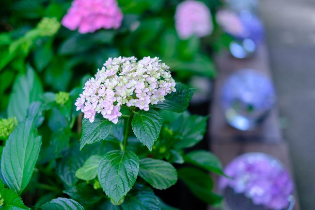 般若寺のアジサイ（photo by mitto）季節
