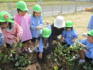 芋掘りに挑戦