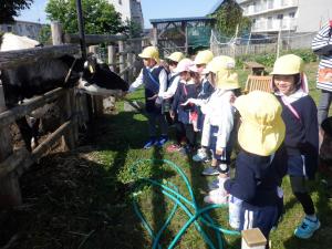 佐保幼　園外保育植村牧場3　