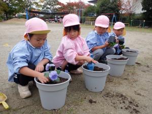 佐保幼　11月花植え3