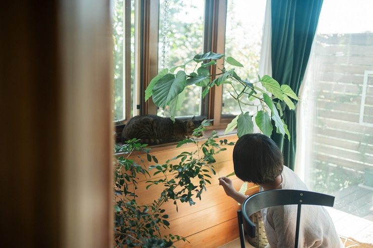 ​窓辺でお昼寝するマオ