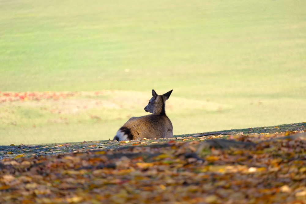 秋の奈良公園２(photo by mitto) 季節、くらしの風景