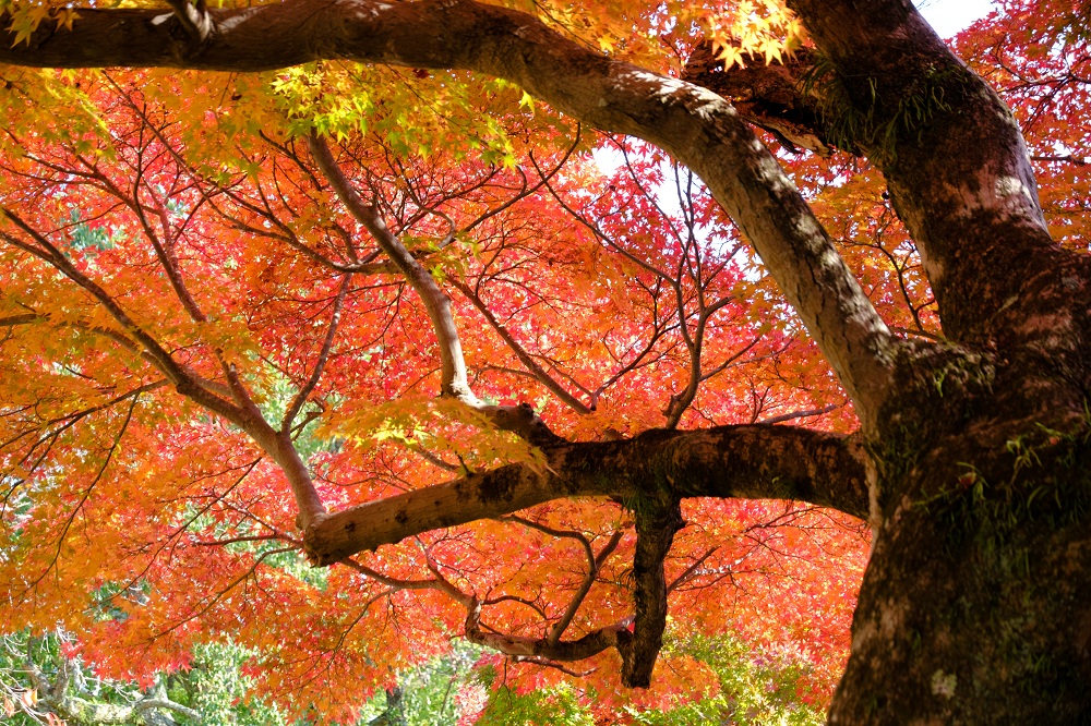 秋の奈良公園３(photo by mitto) 季節、くらしの風景