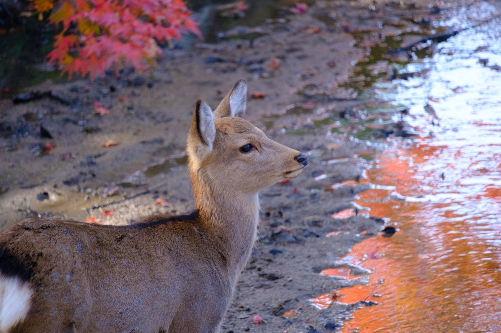 秋の奈良公園４(photo by mitto) 季節、くらしの風景