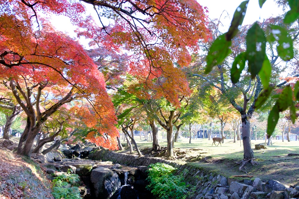秋の奈良公園７(photo by mitto) 季節、くらしの風景