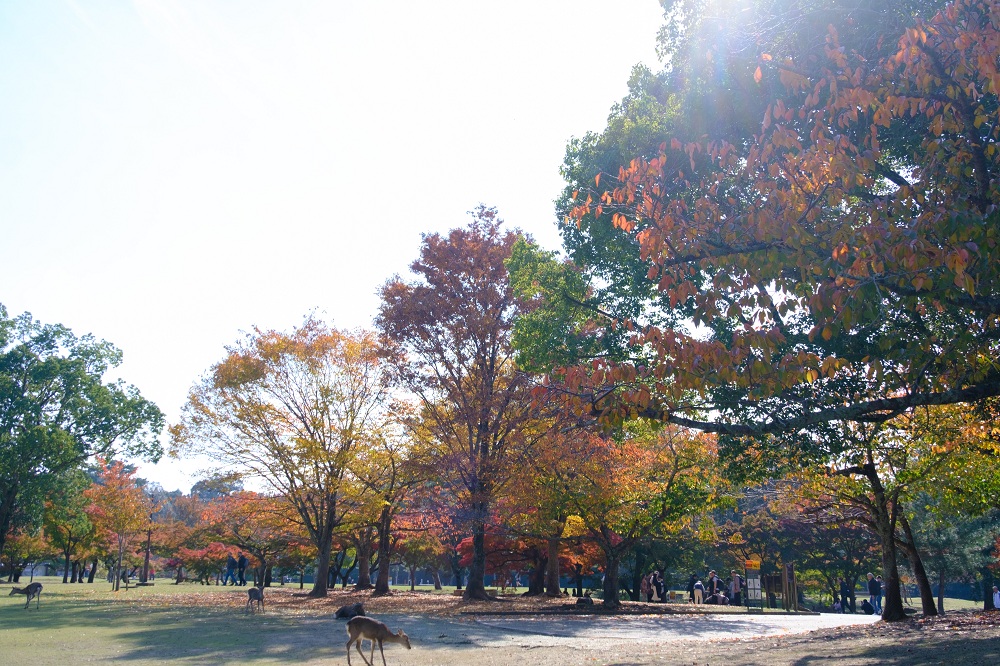 秋の奈良公園９(photo by mitto) 季節、くらしの風景